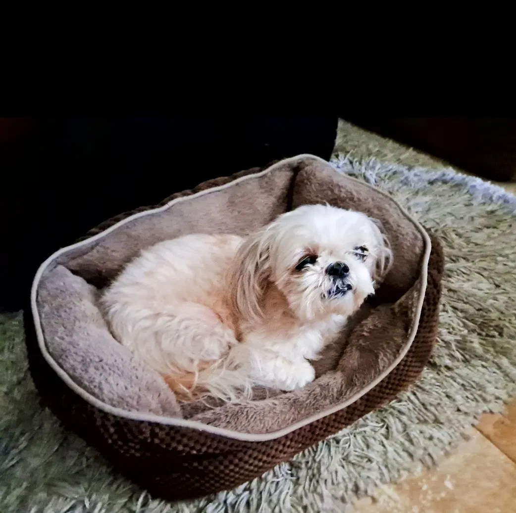 Lost dog in Fort Lauderdale, FL, 33322