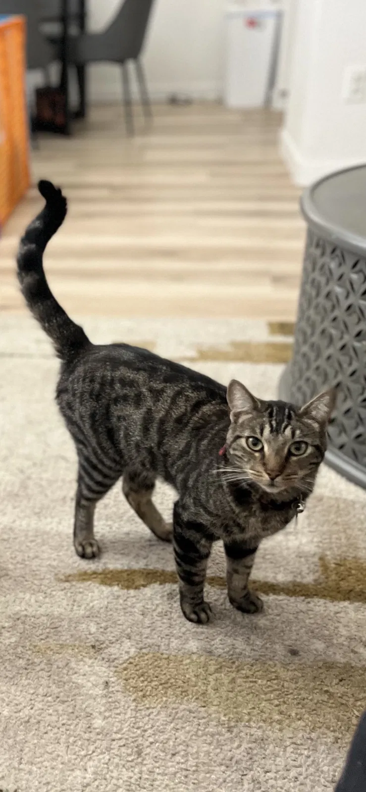 Lost cat in Escondido, CA, 92026