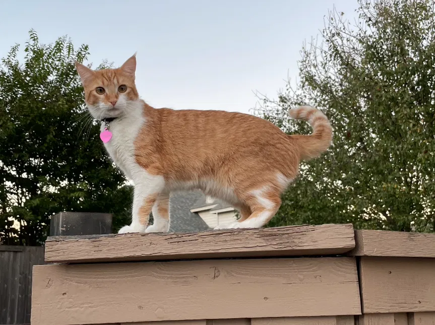 Lost cat in Plano, TX, 75094