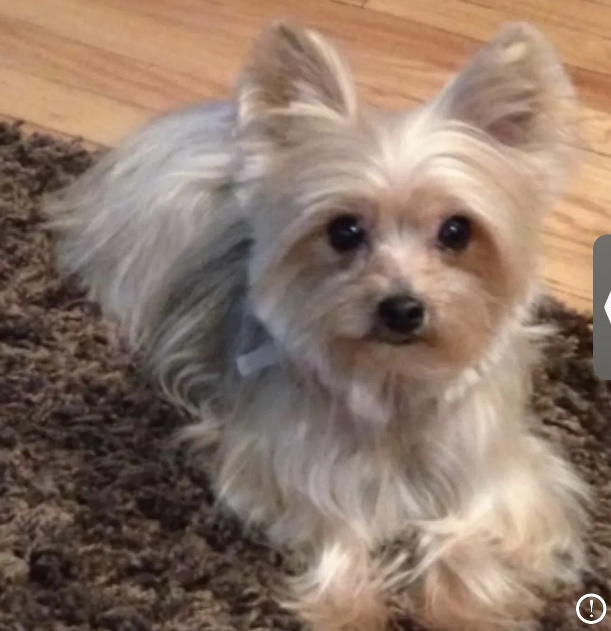 Lost dog in Chicago, IL, 60653