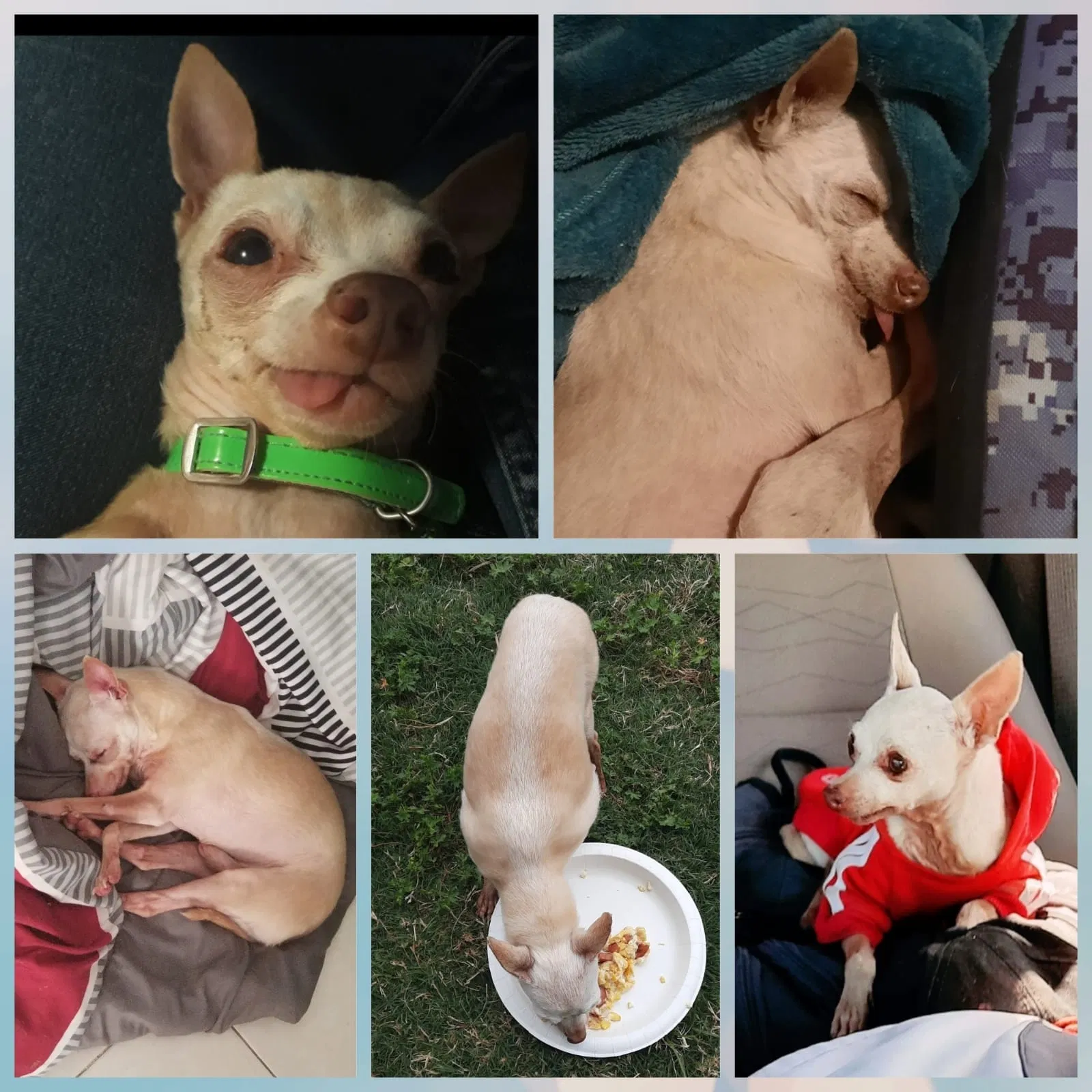 Lost dog in Austin, TX, 78725