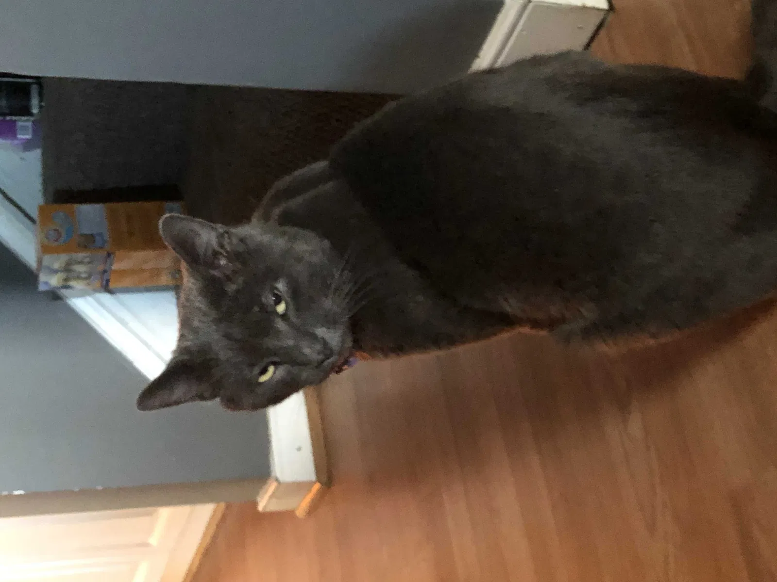 Lost cat in Henrico, VA, 23231