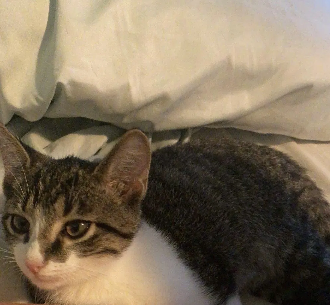 Lost cat in Nicholasville, KY, 40356