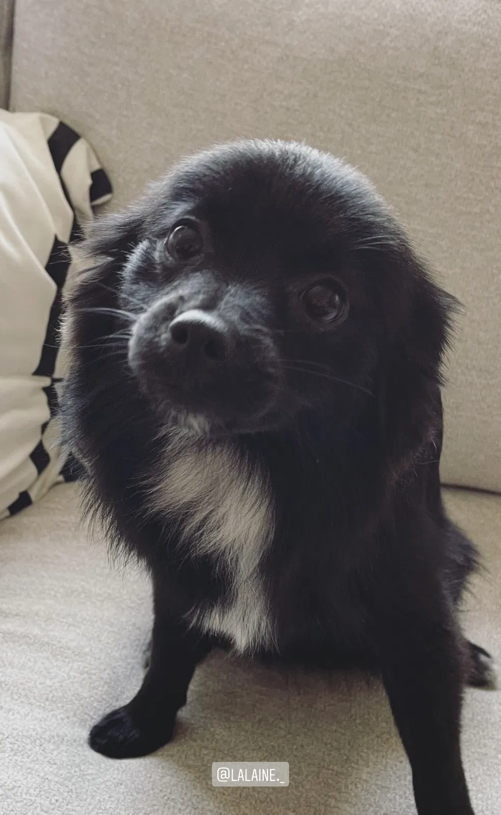 Lost dog in Suisun City, CA, 94585
