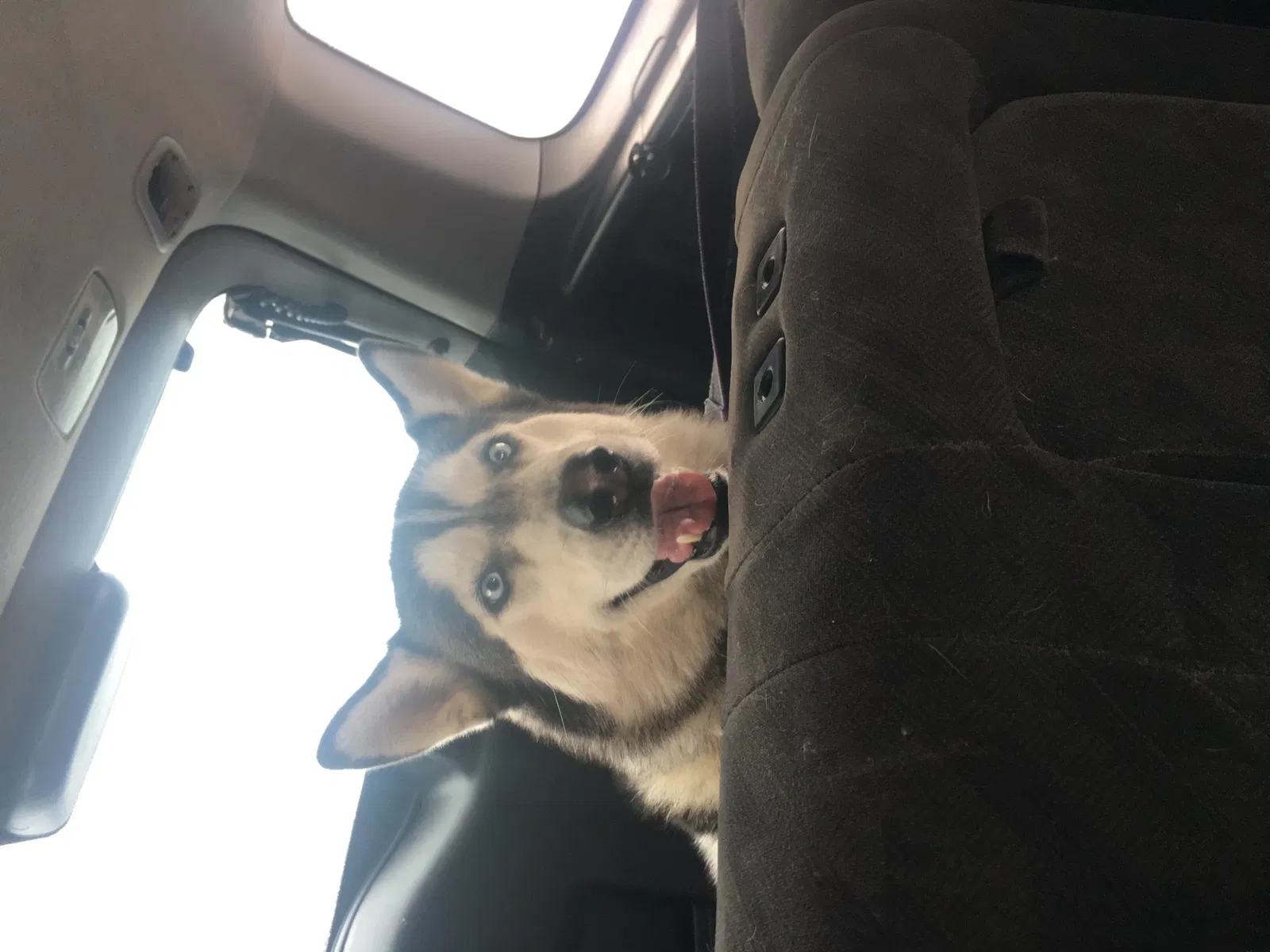 Lost dog in Fontana, CA, 92335