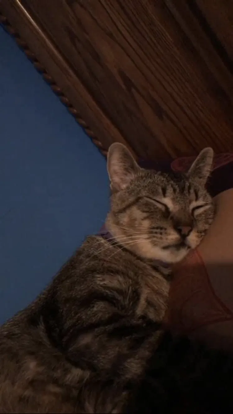 Lost cat in Kalamazoo, MI, 49001