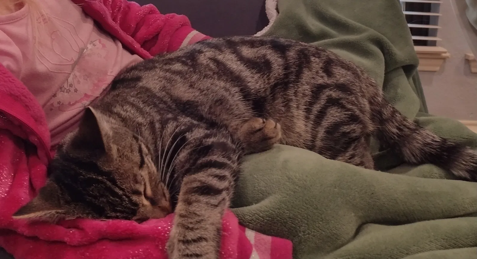 Lost cat in Burleson, TX, 76028