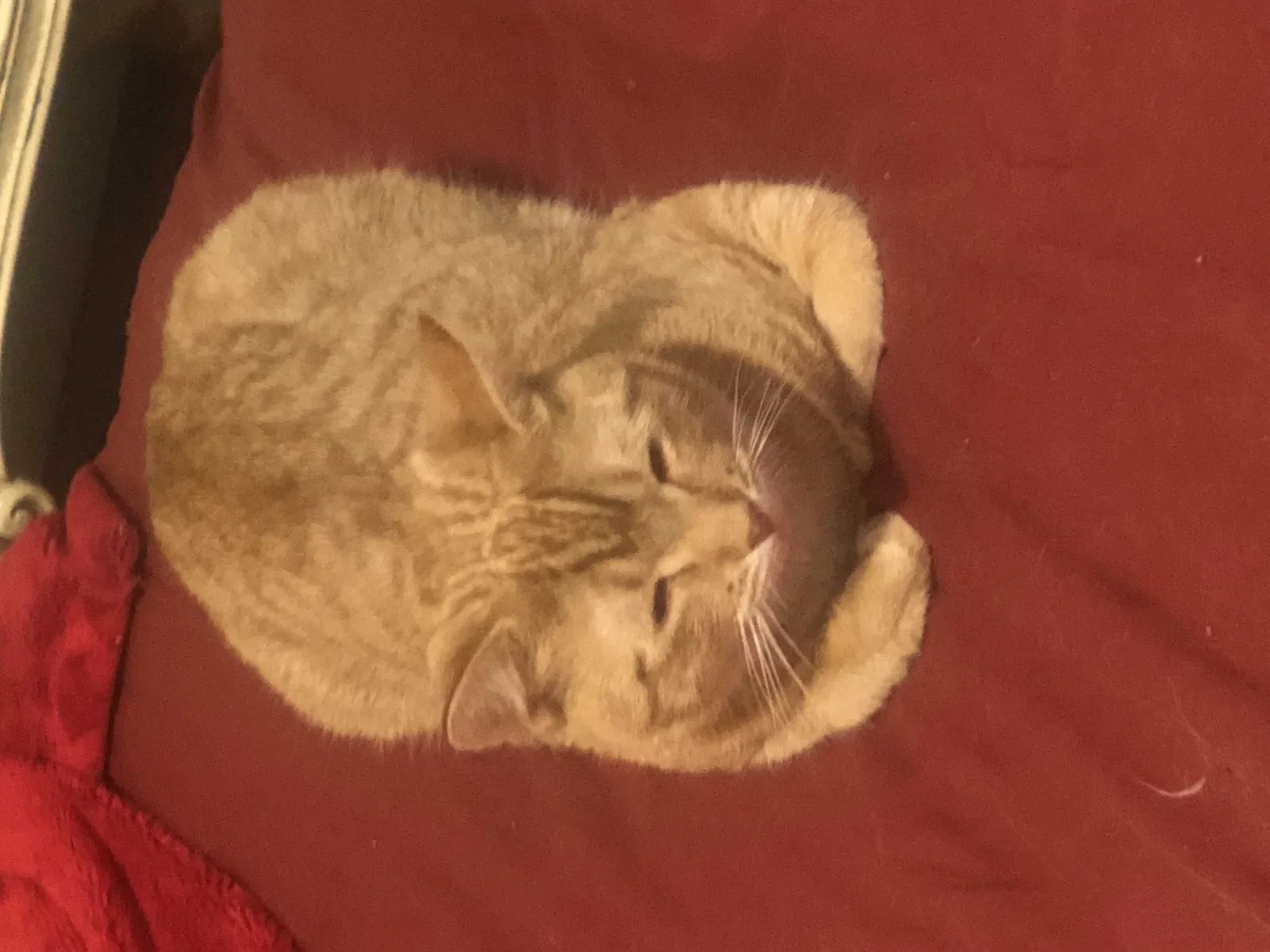 Lost cat in Somerville, MA, 2145