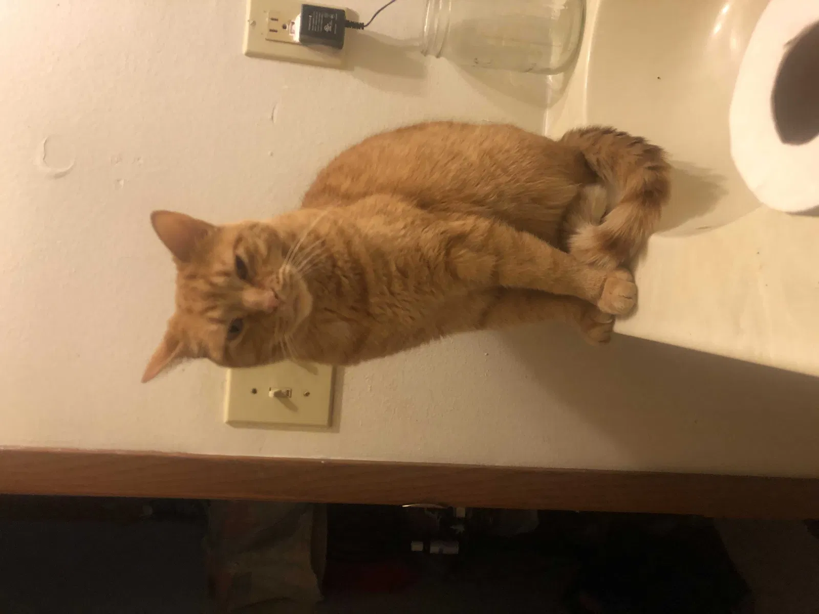 Lost cat in Des Moines, IA, 50311