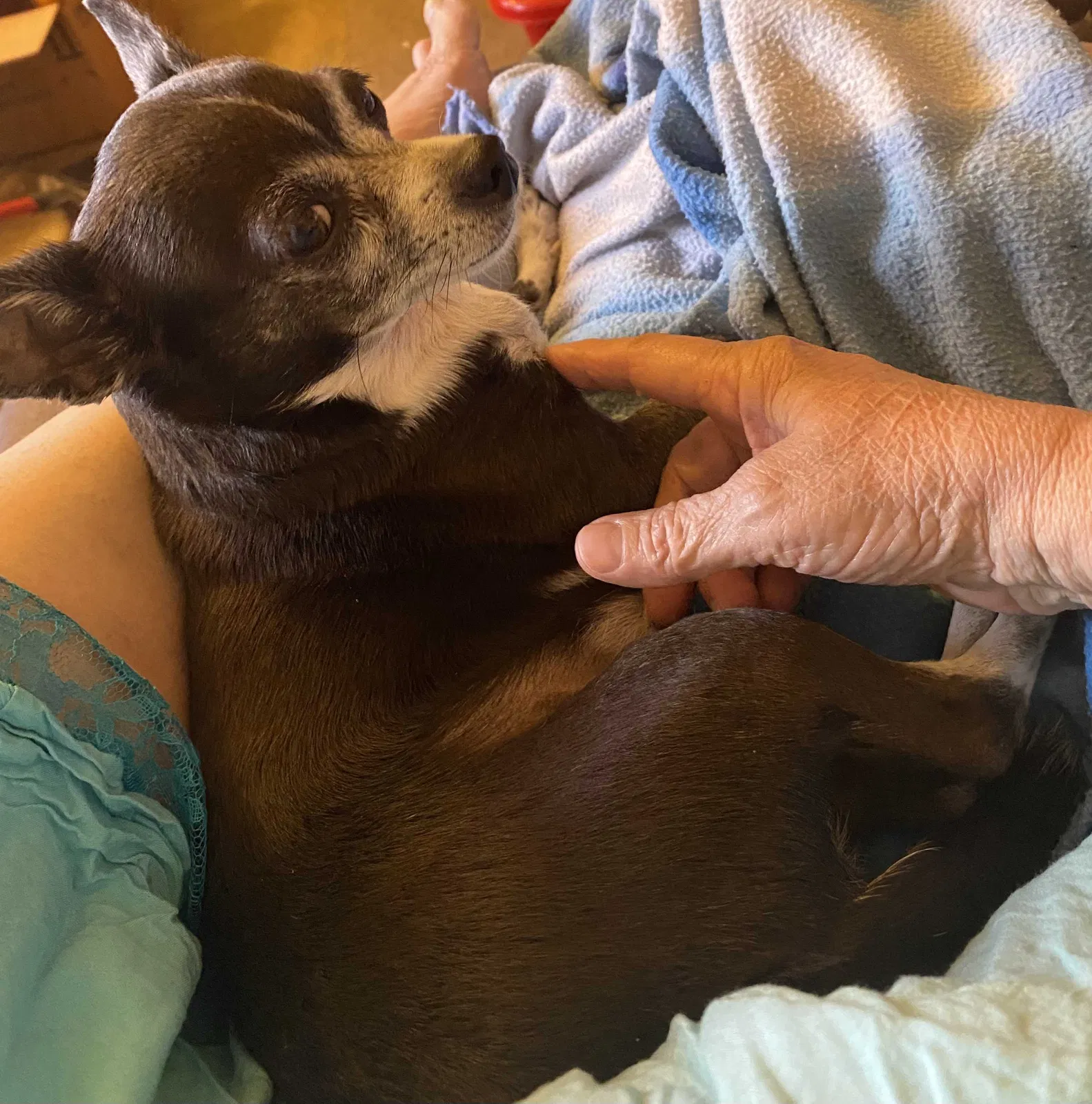 Lost dog in Warner Robins, GA, 31093