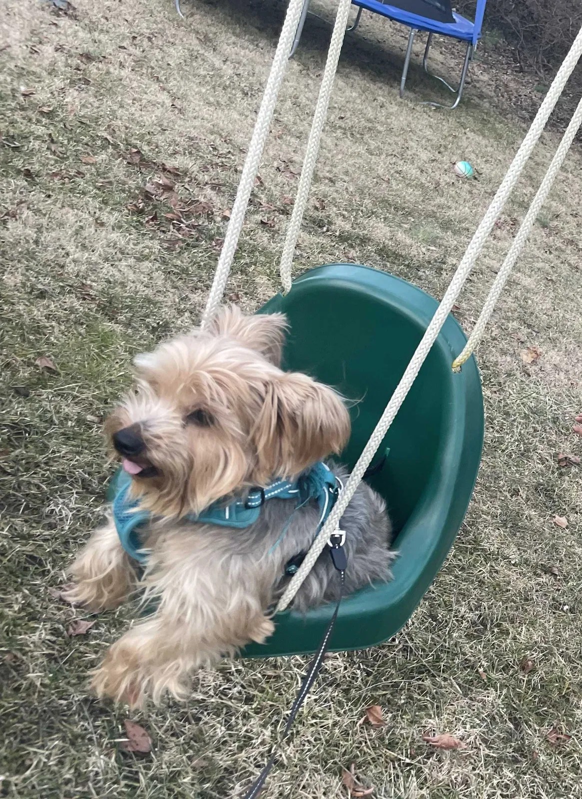 Lost dog in Cincinnati, OH, 45246