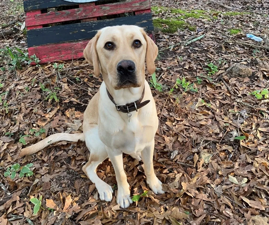 Lost dog in Winder, GA, 30680