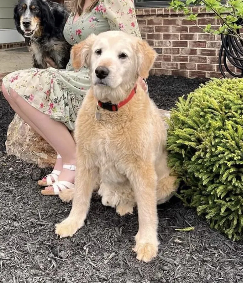 Lost dog in Loudon, TN, 37774