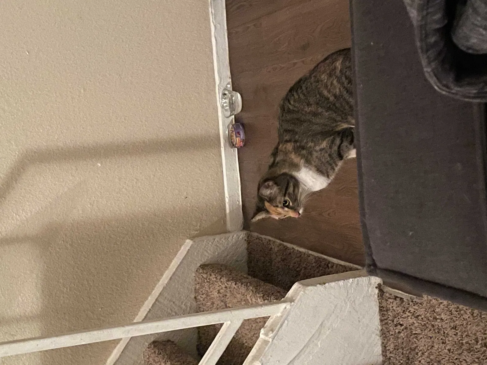 Lost cat in El Paso, TX, 79924