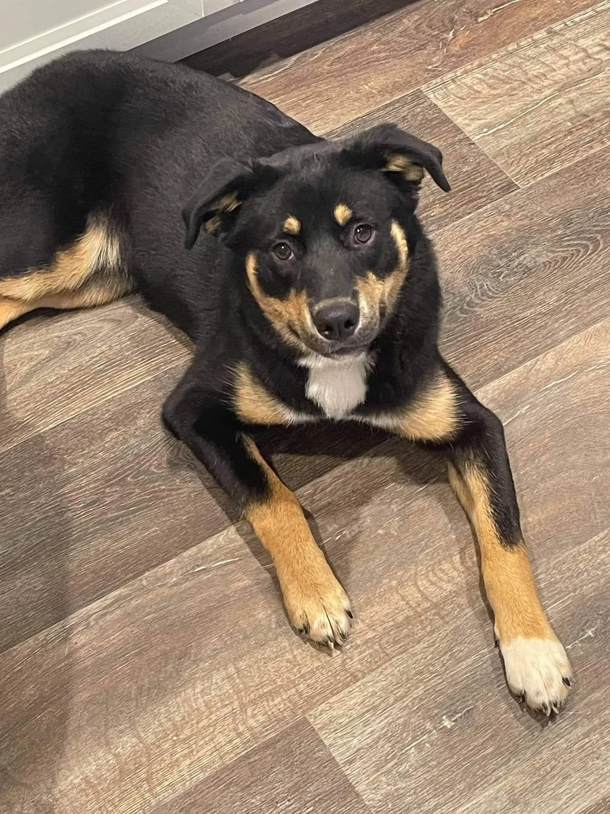 Lost dog in Conroe, TX, 77303