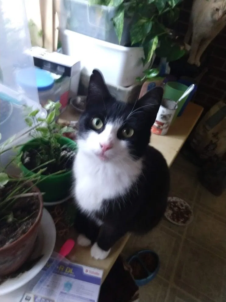 Lost cat in Perryville, KY, 40468
