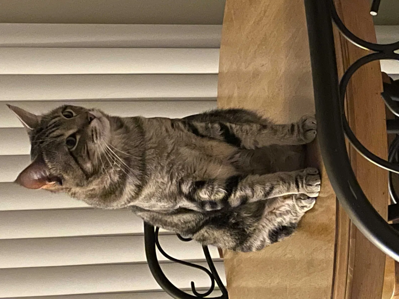 Lost cat in Marysville, WA, 98270
