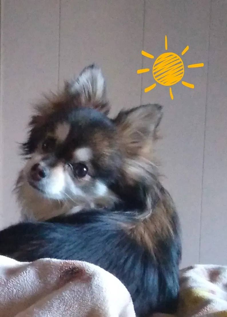 Lost dog in Clearlake Oaks, CA, 95423