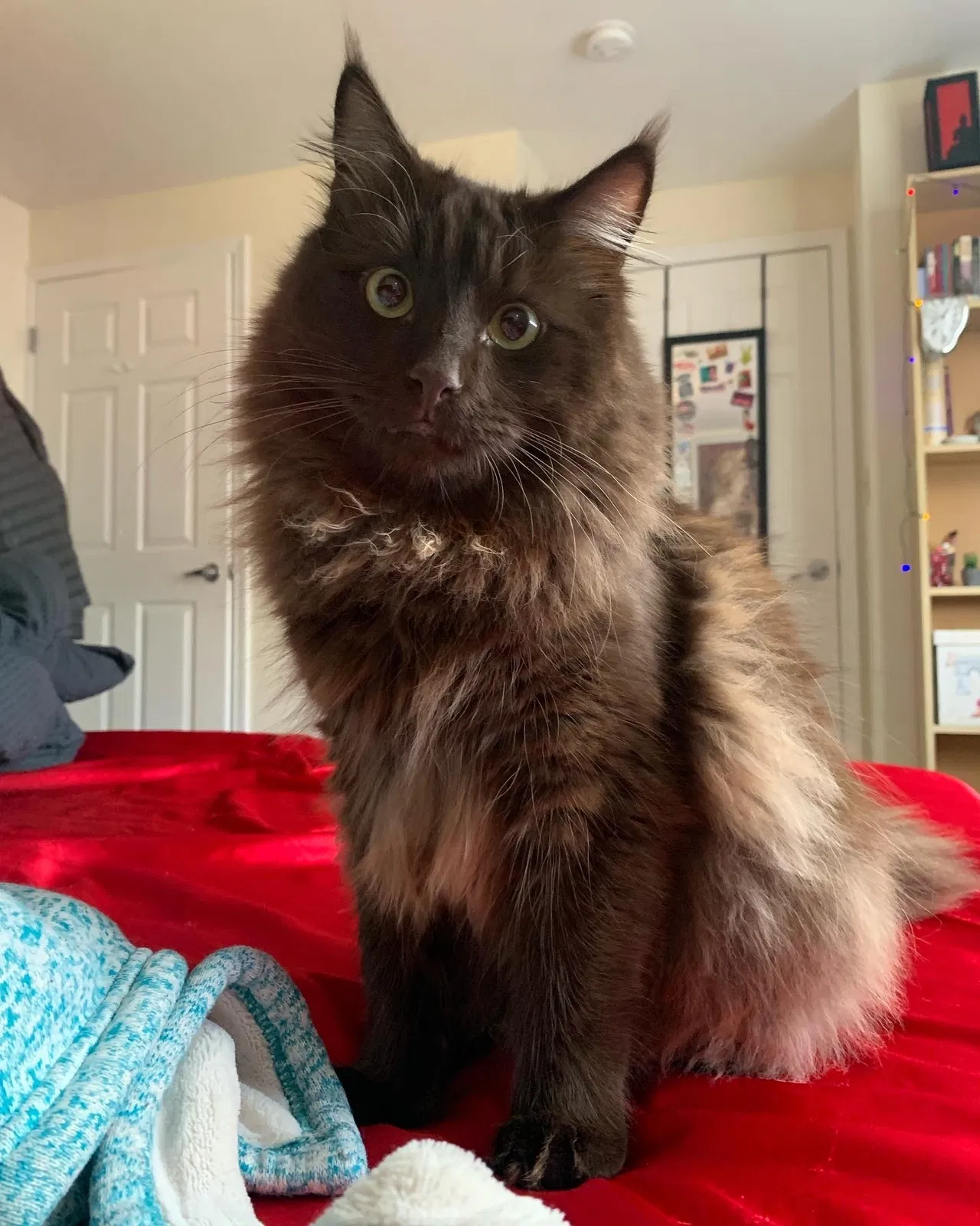 Lost cat in Portland, OR, 97229