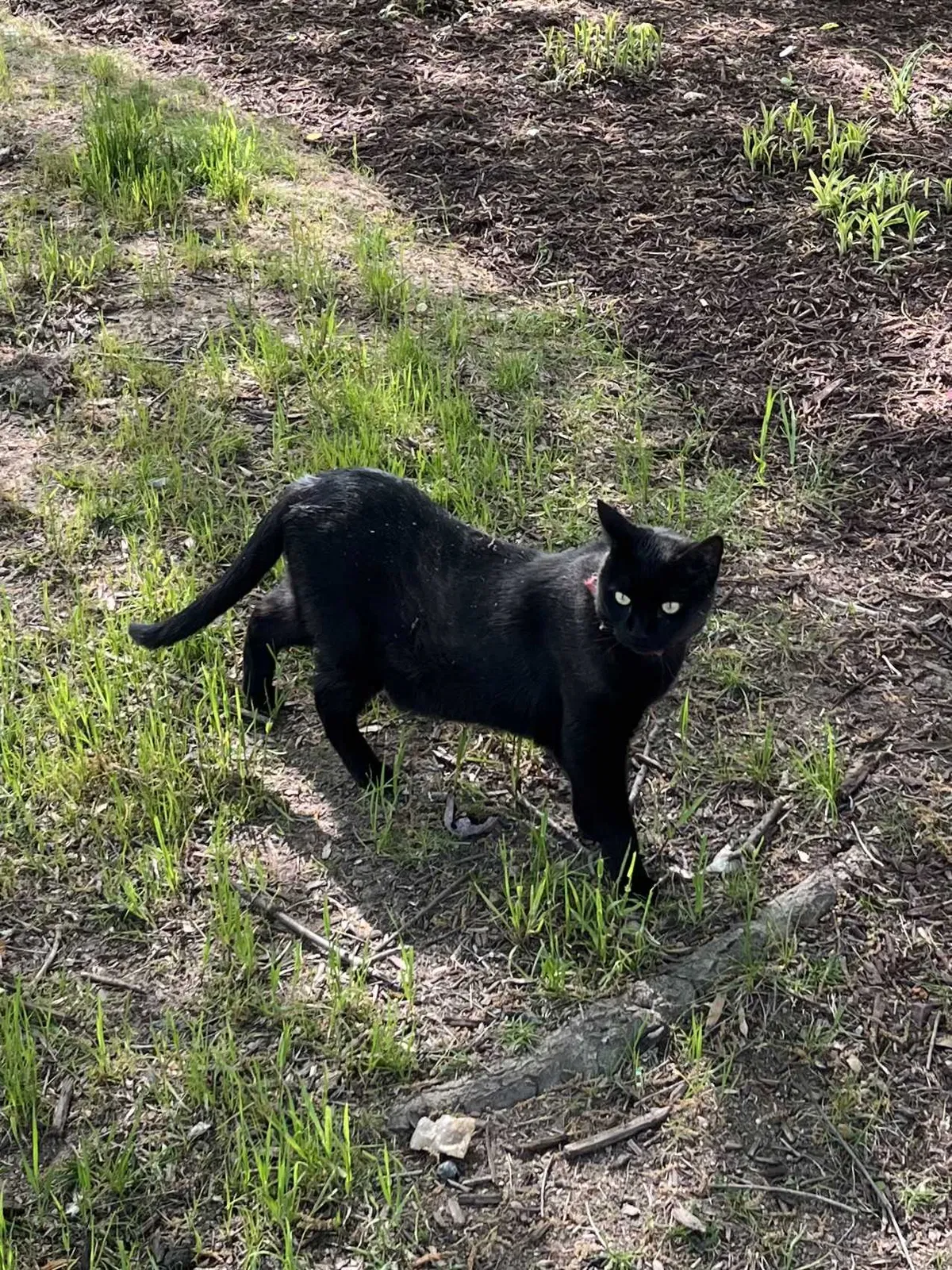 Lost cat in Springfield, VA, 22152