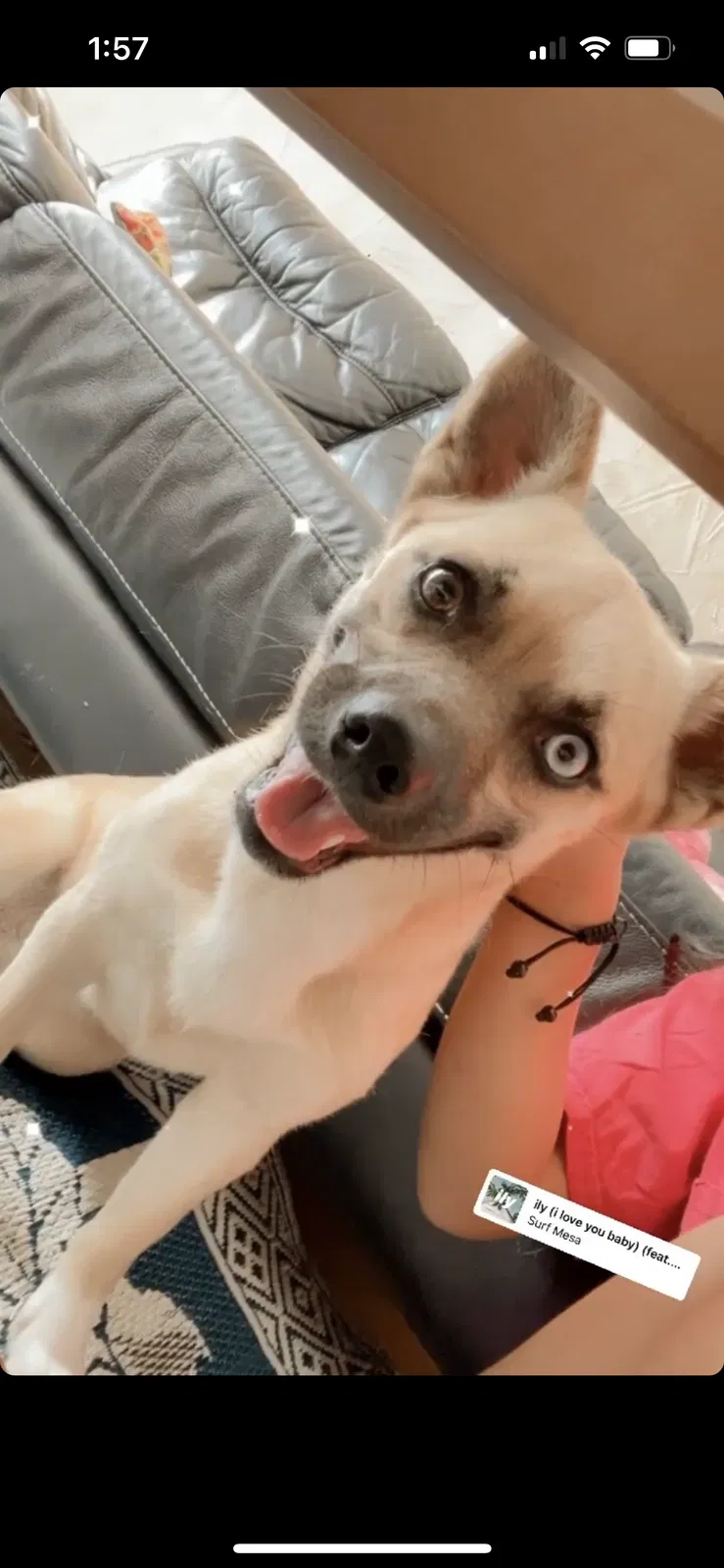 Lost dog in Unknown, OK, 0