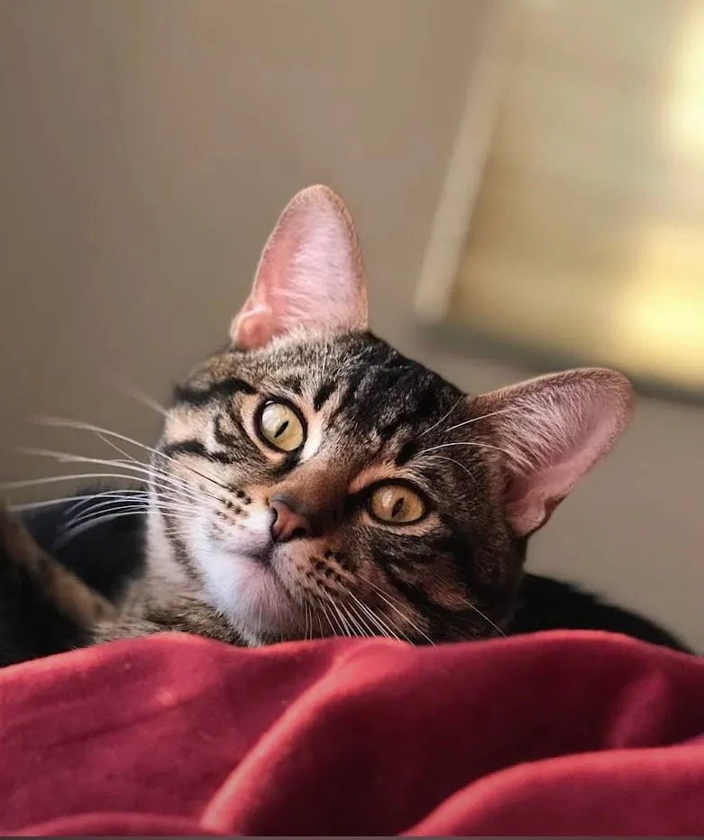 Lost cat in Desert Hot Springs, CA, 92240