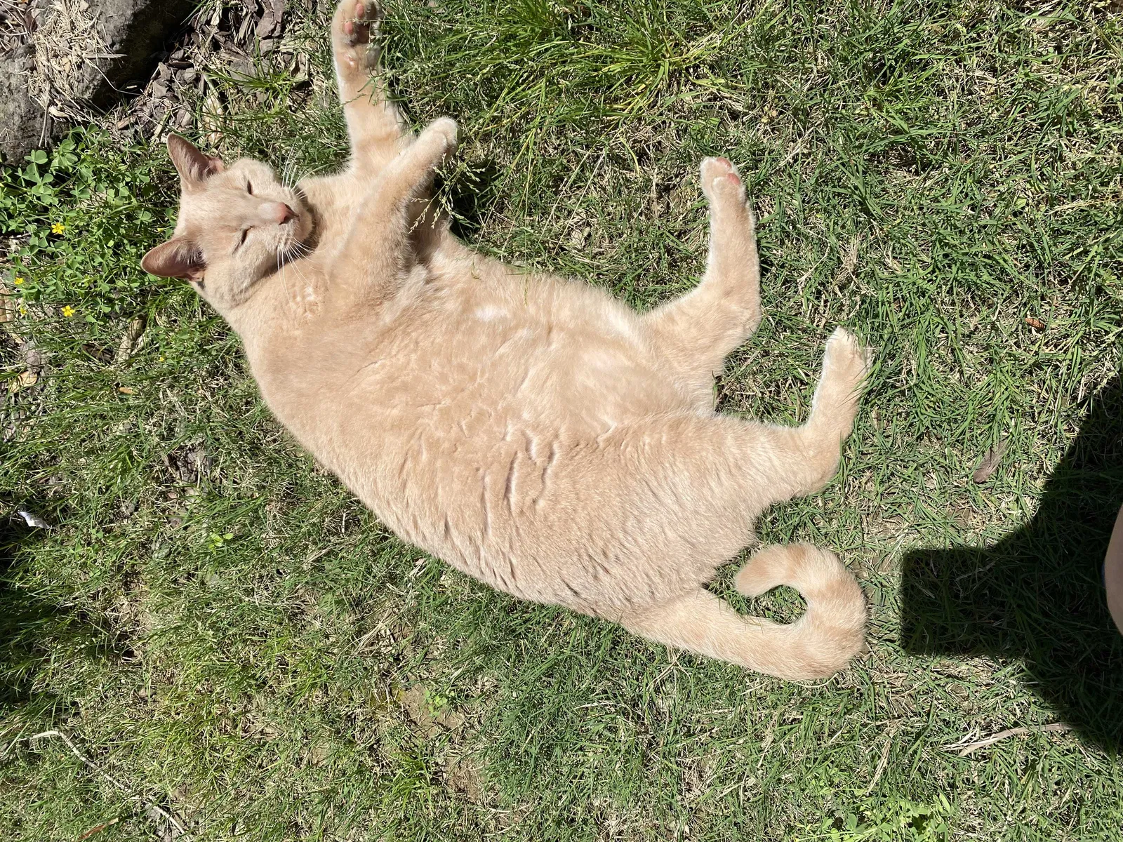 Lost cat in Birmingham, AL, 35242