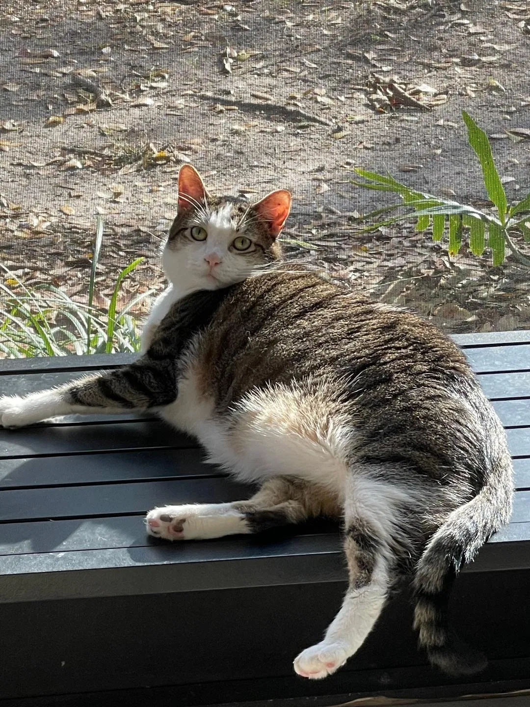 Lost cat in Gainesville, FL, 32606