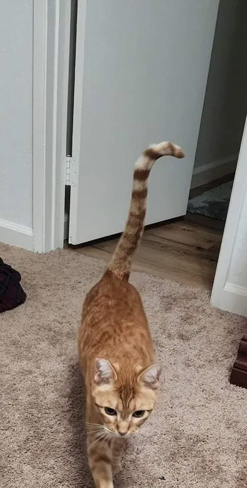 Lost cat in Palmdale, CA, 93551