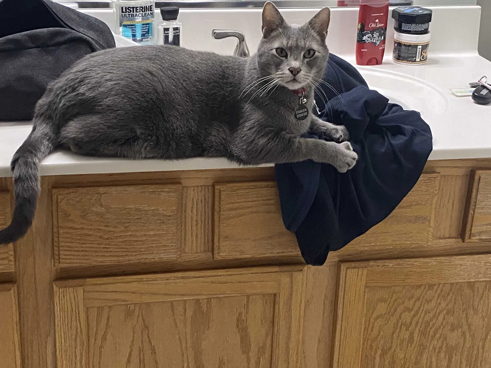 Lost cat in Joliet, IL, 60435