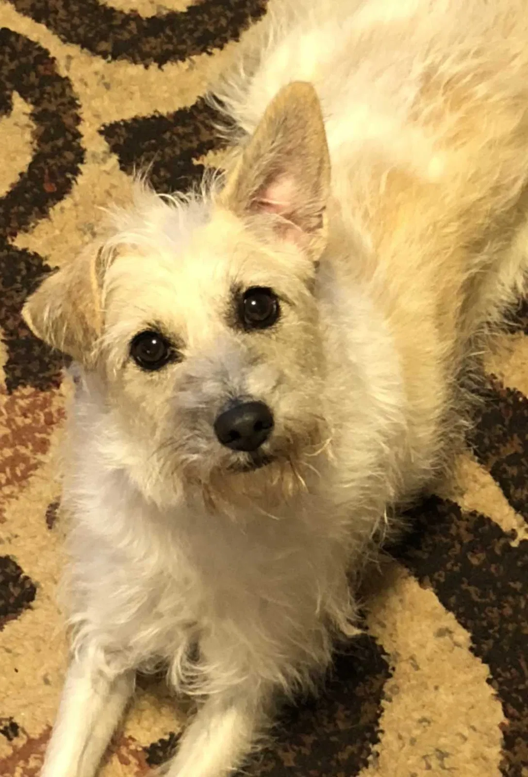 Lost dog in Fort Worth, TX, 76134