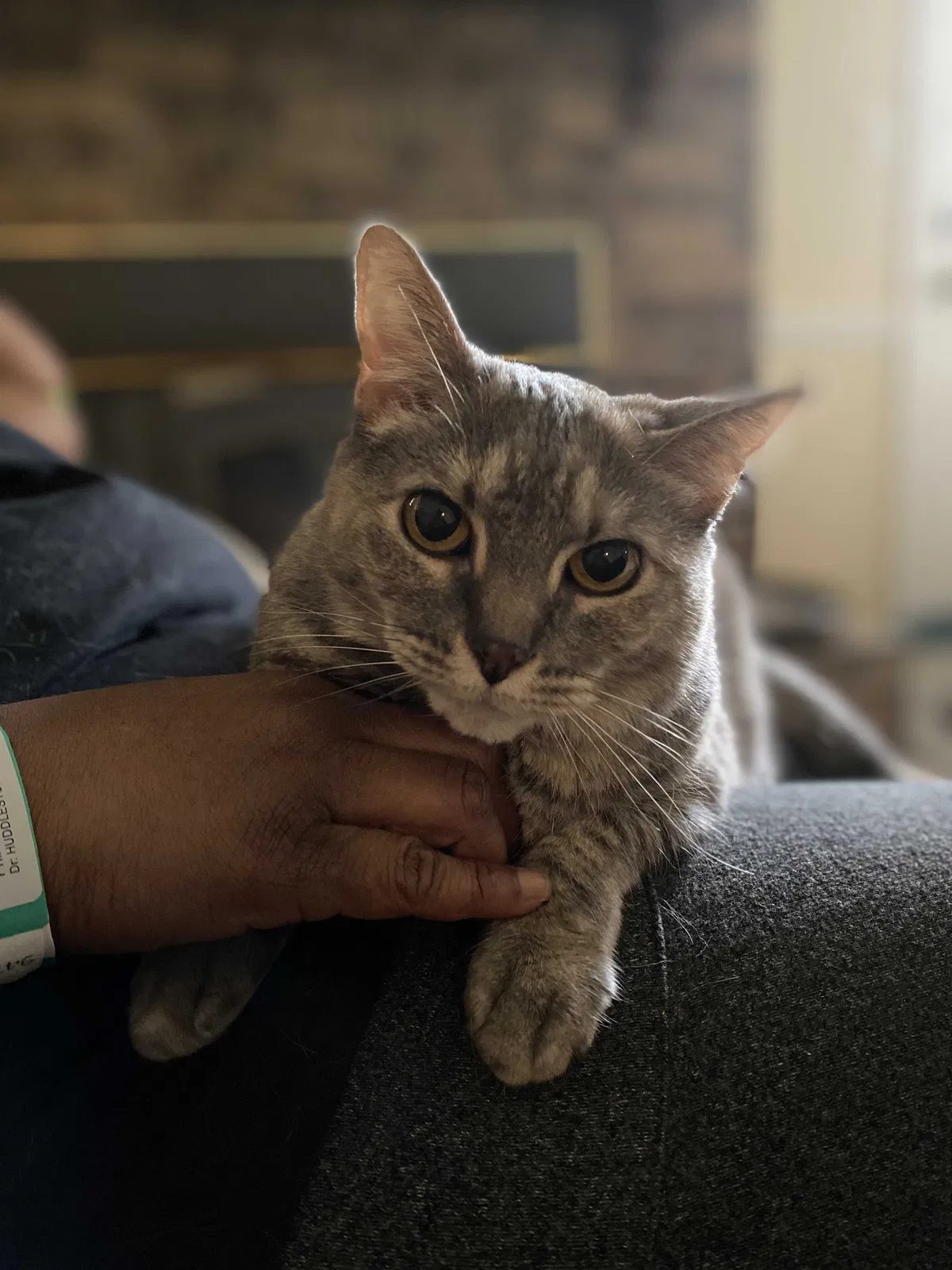 Lost cat in Trumann, AR, 72472