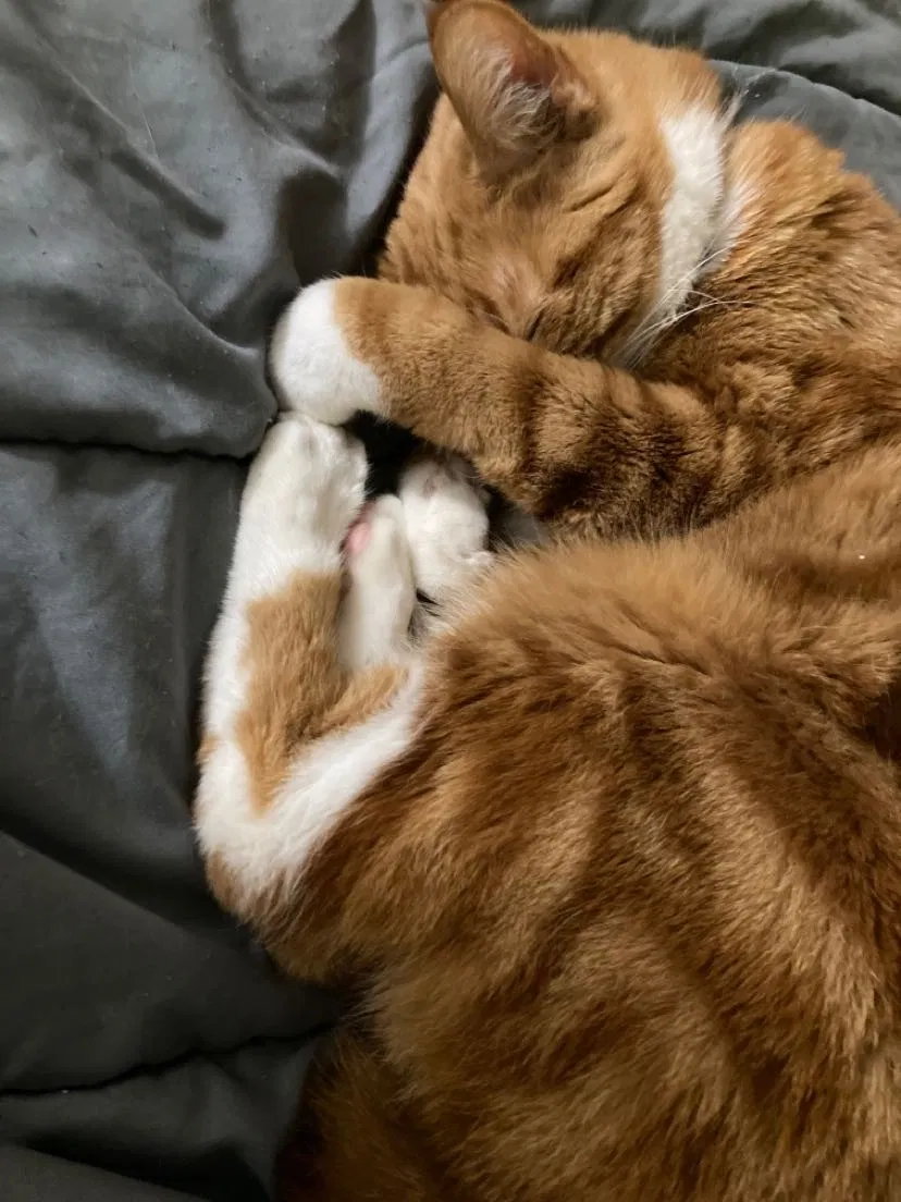 Lost cat in Knoxville, TN, 37921