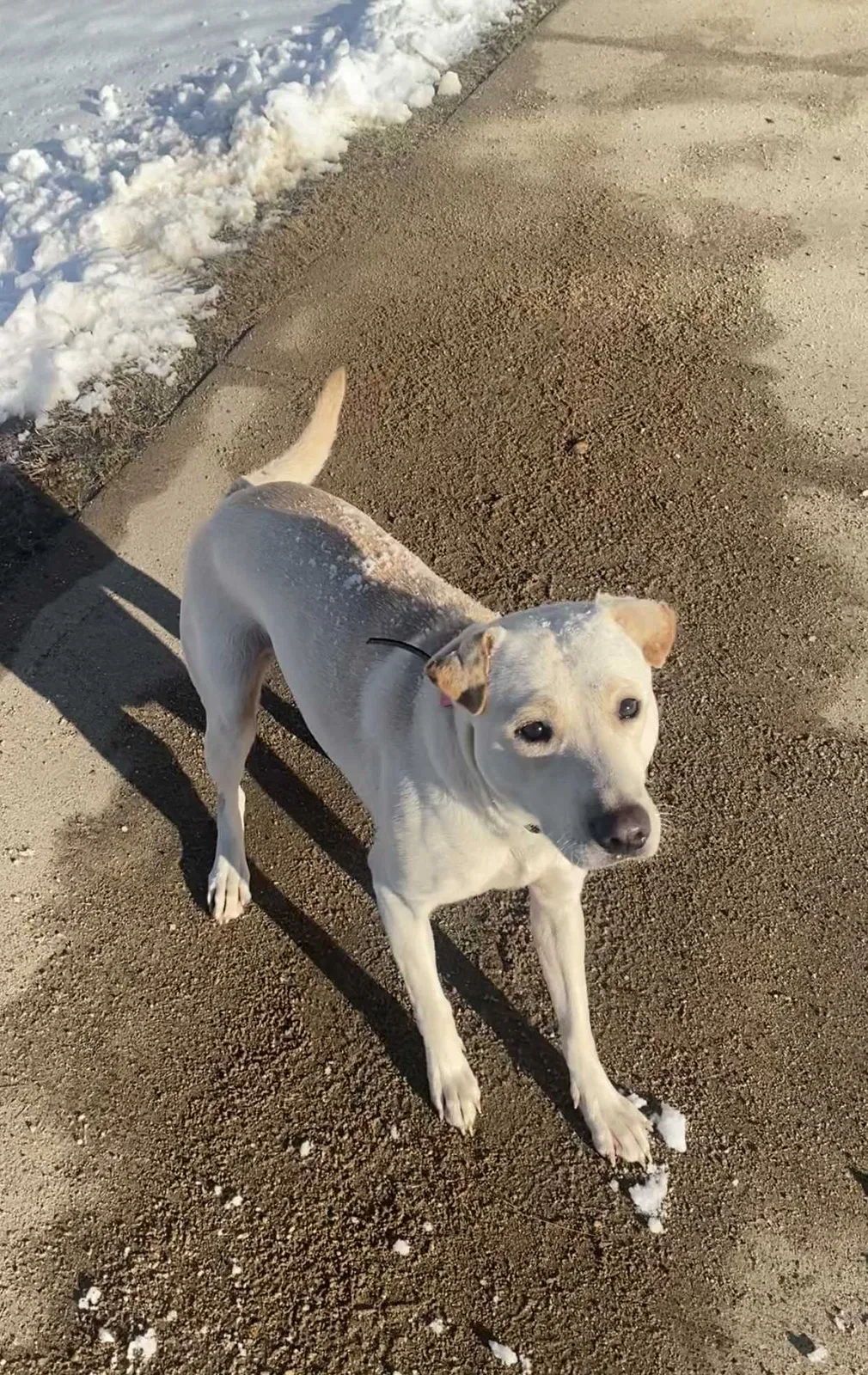 Lost dog in Cincinnati, OH, 45215