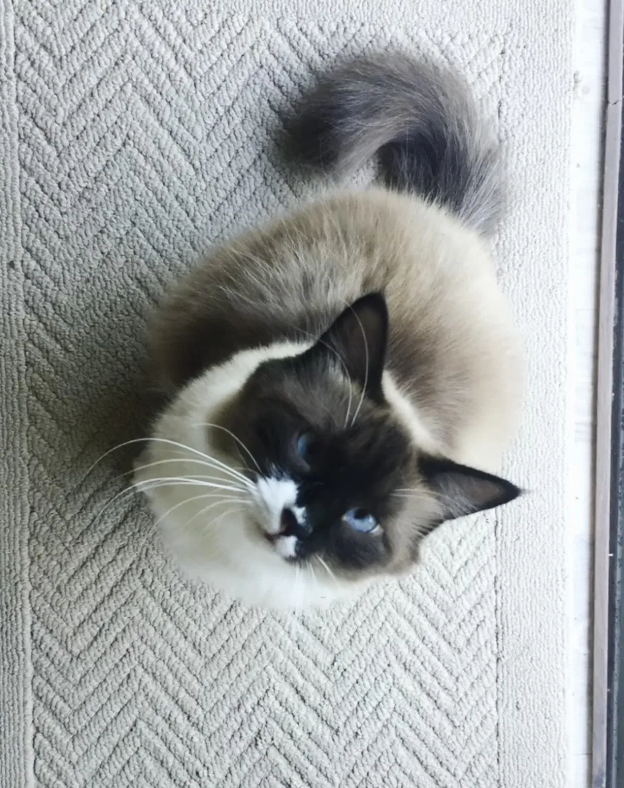 Lost cat in Daytona Beach, FL, 32114