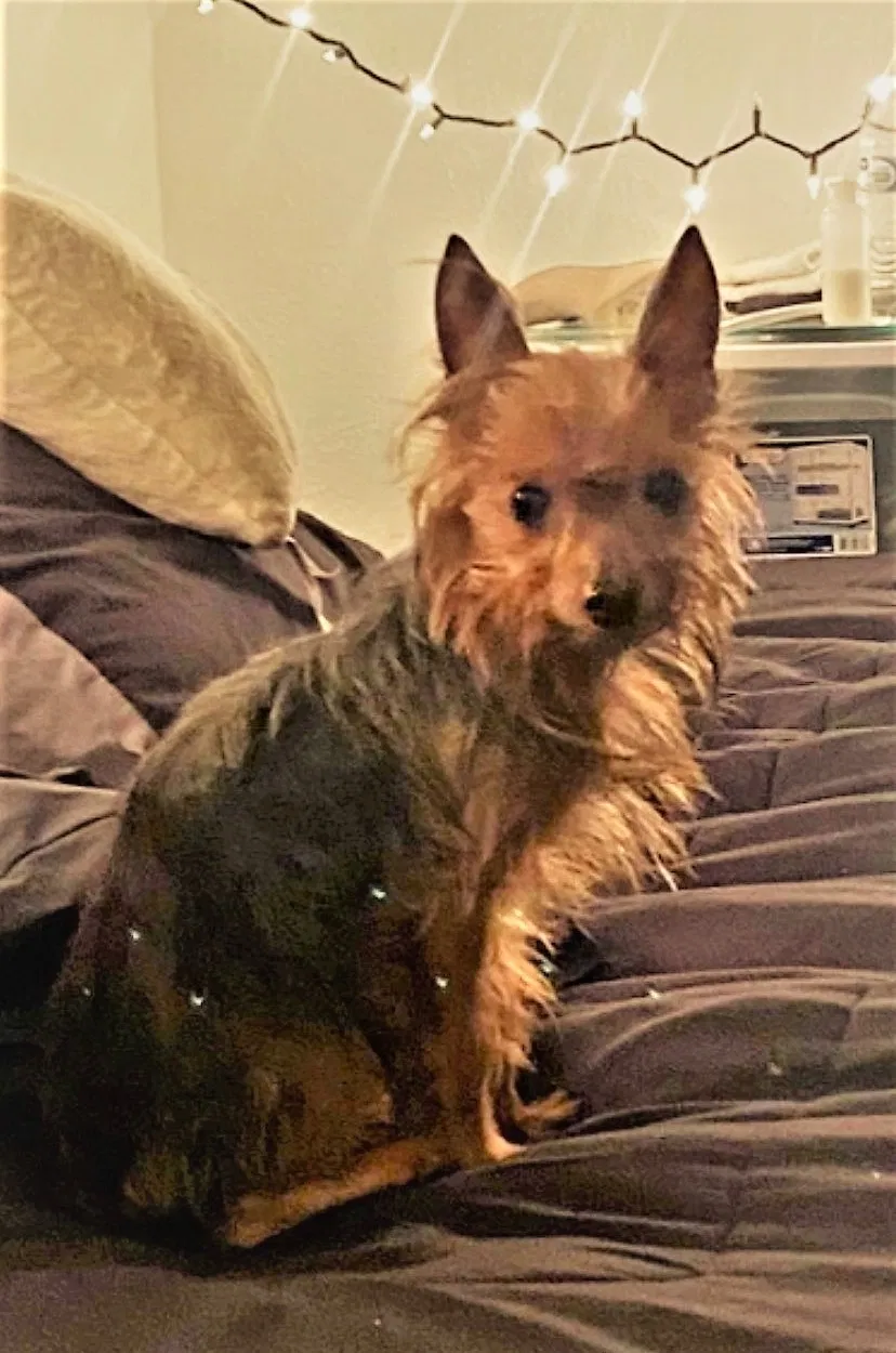 Lost dog in Houston, TX, 77042