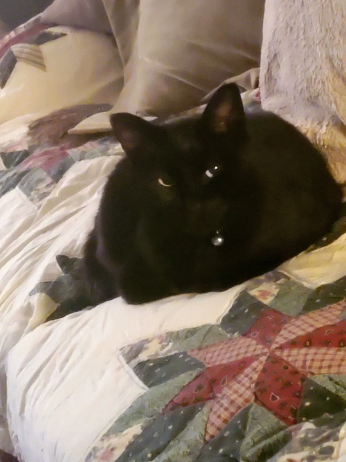 Lost cat in Petersburg, VA, 23803