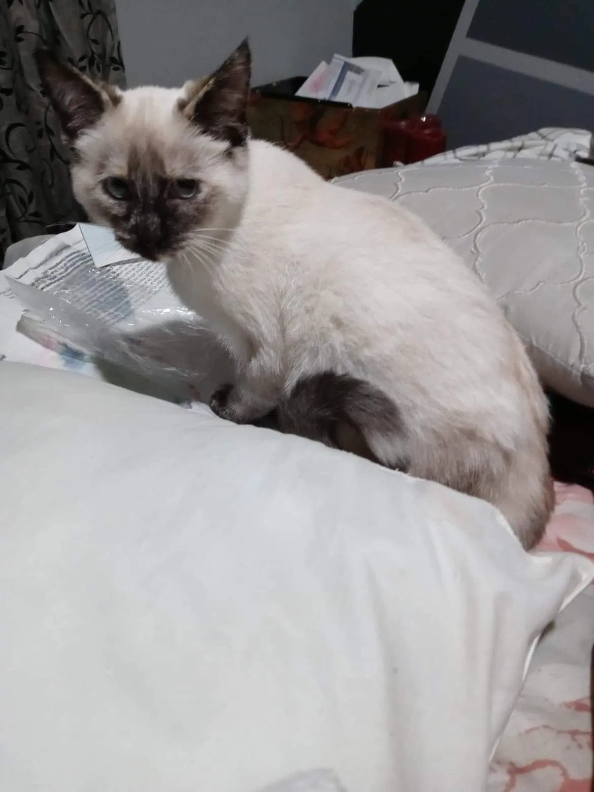 Lost cat in Columbus, OH, 43204