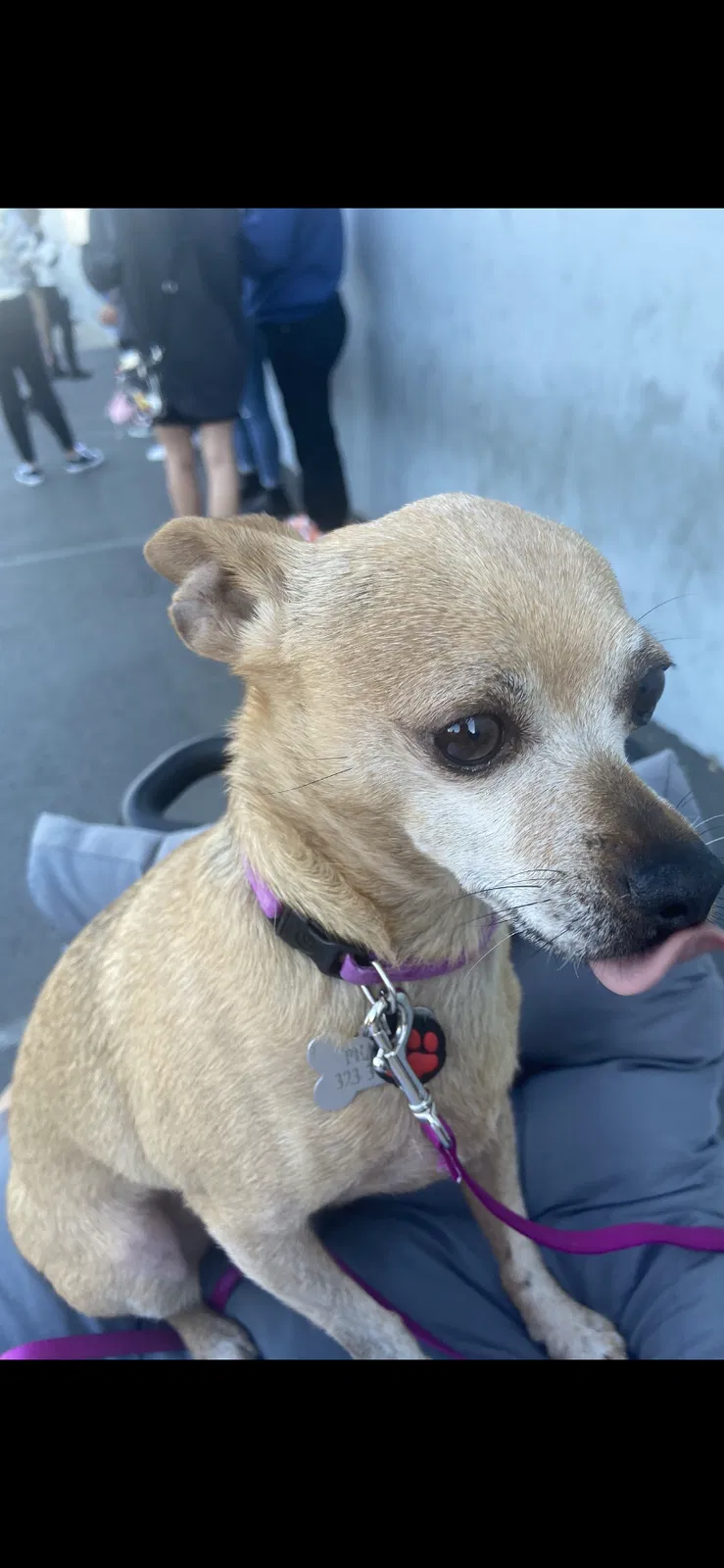 Lost dog in Corona, CA, 92882