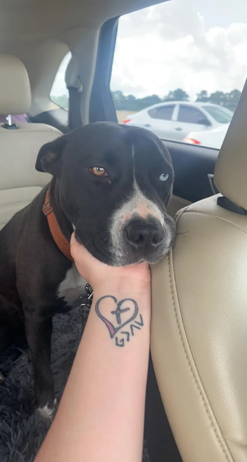 Lost dog in Indianapolis, IN, 46241