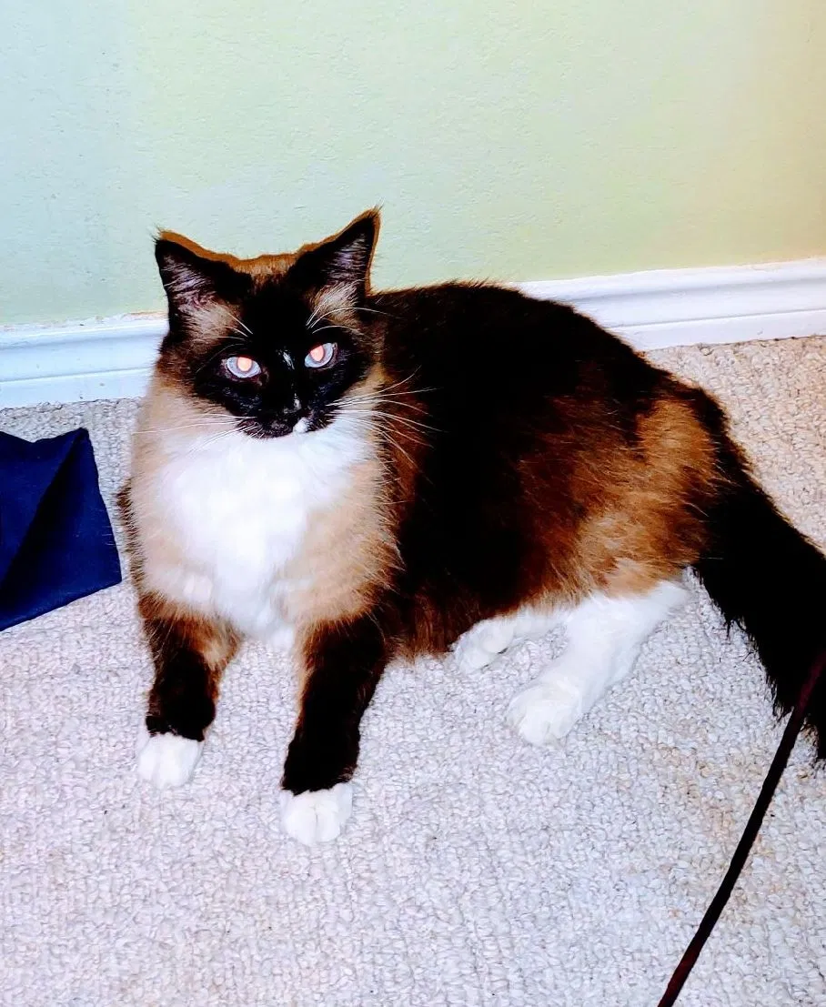 Lost cat in Fort Worth, TX, 76137