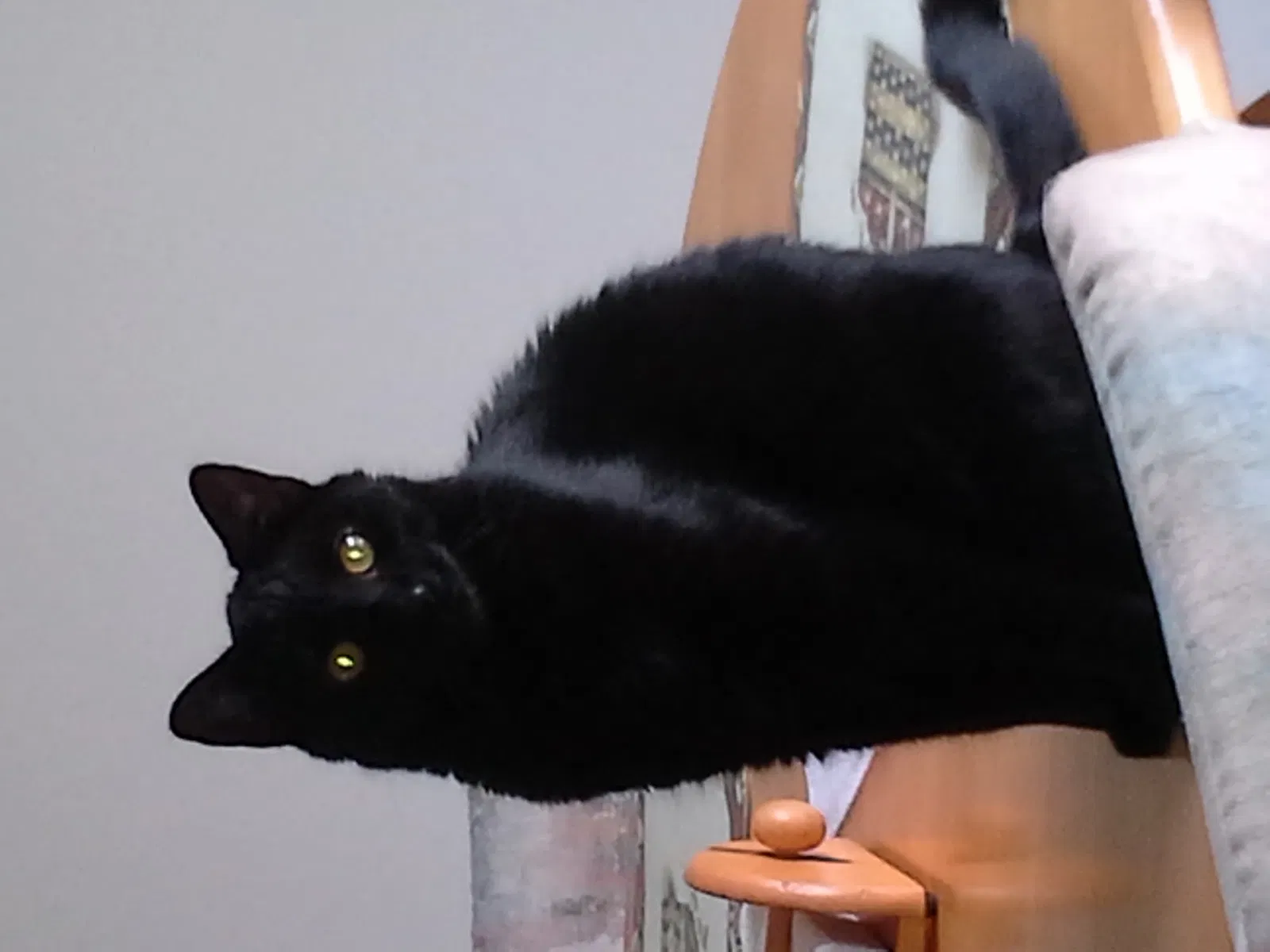 Lost cat in Palm Bay, FL, 32909