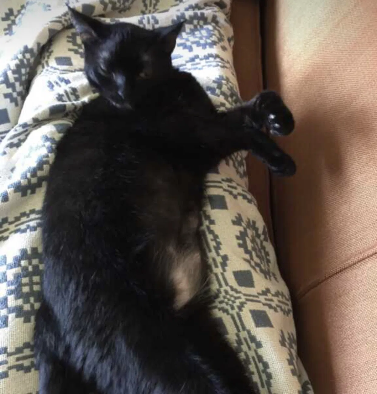 Lost cat in Parkville, MD, 21234