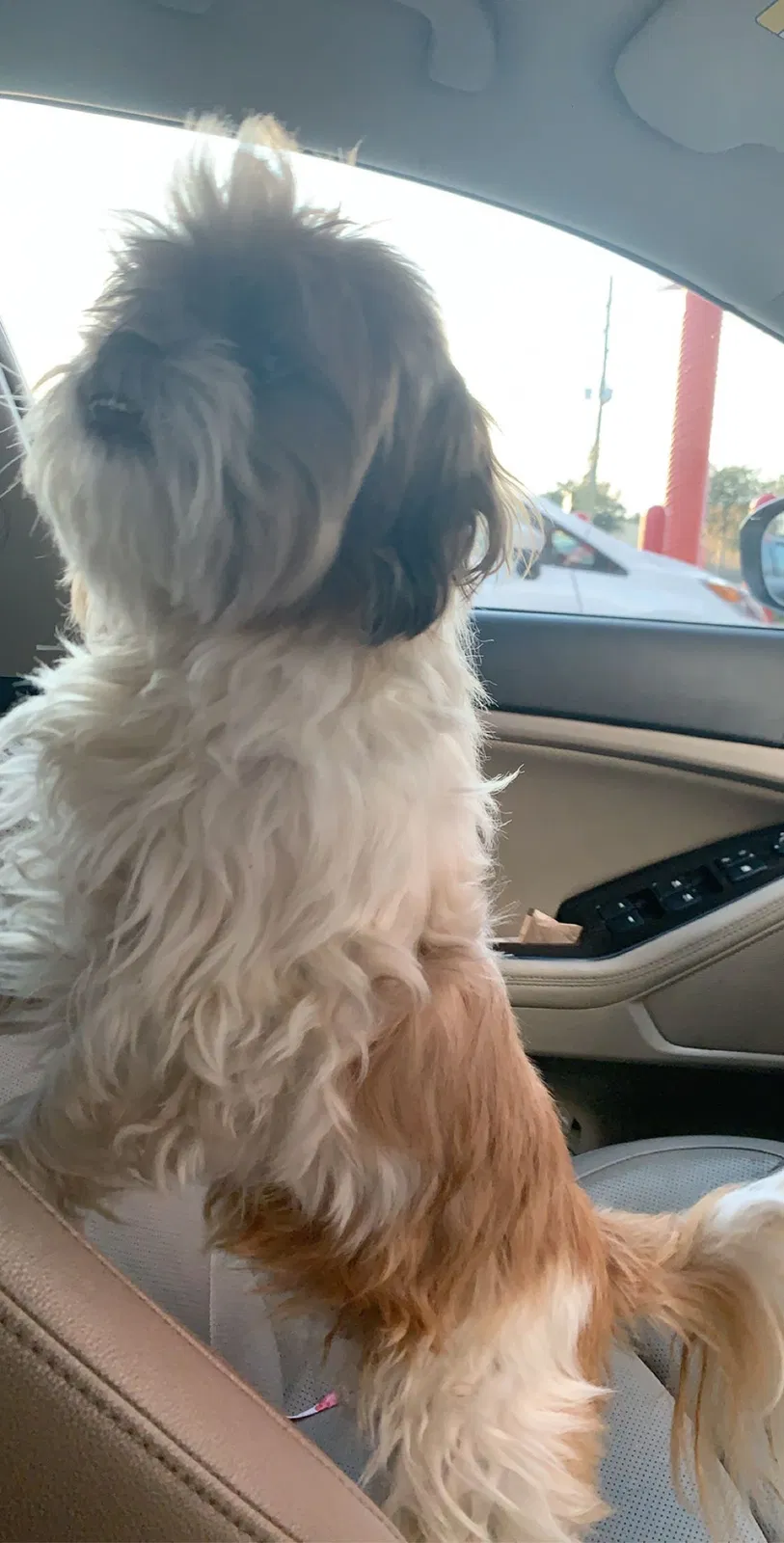 Lost dog in Houston, TX, 77073