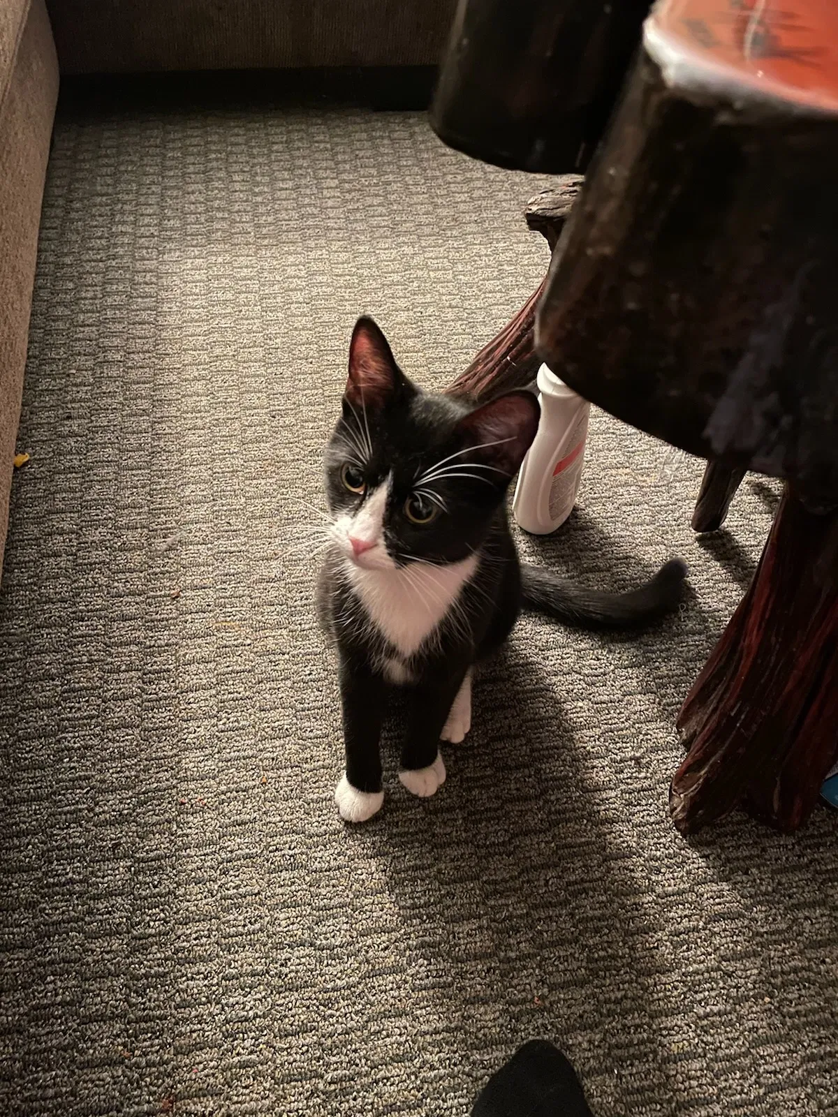 Lost cat in Bellport, NY, 11713