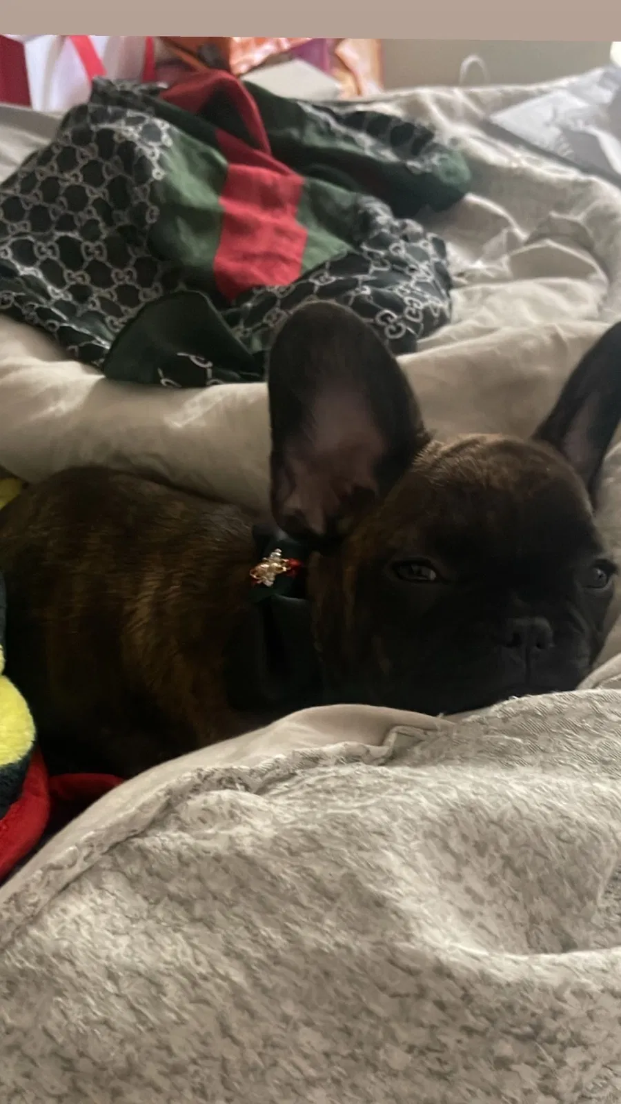 Lost dog in Houston, TX, 77067