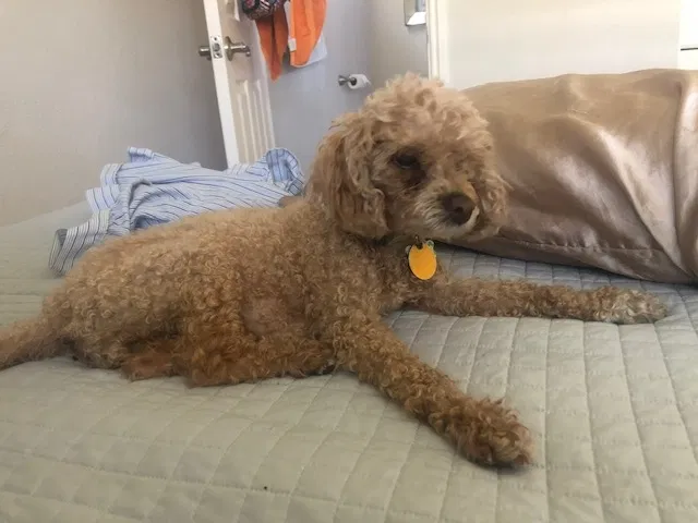 Lost dog in Los Gatos, CA, 95032