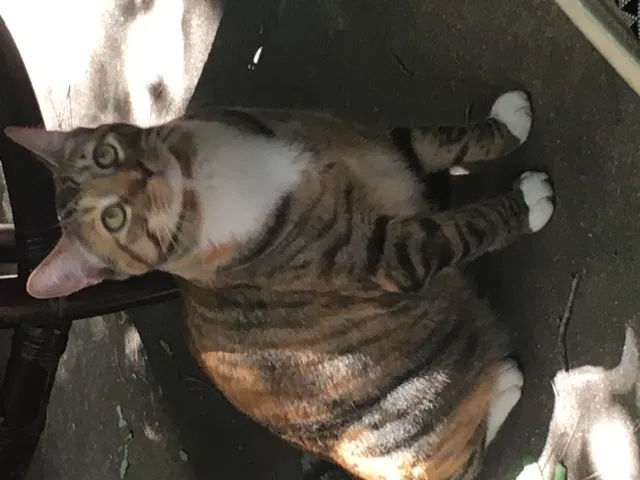 Lost cat in Walnut Creek, CA, 94598