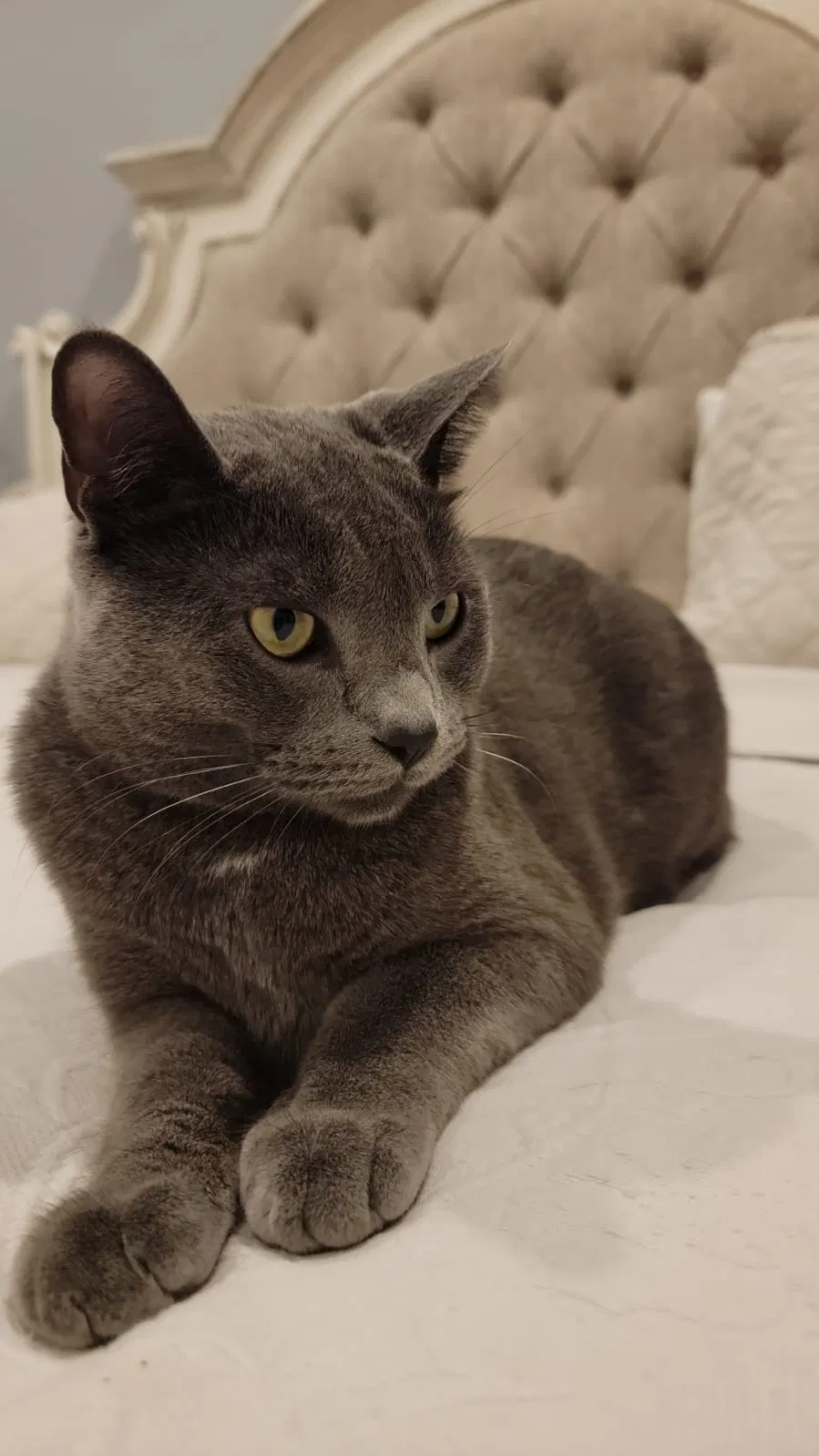 Lost cat in Katy, TX, 77494