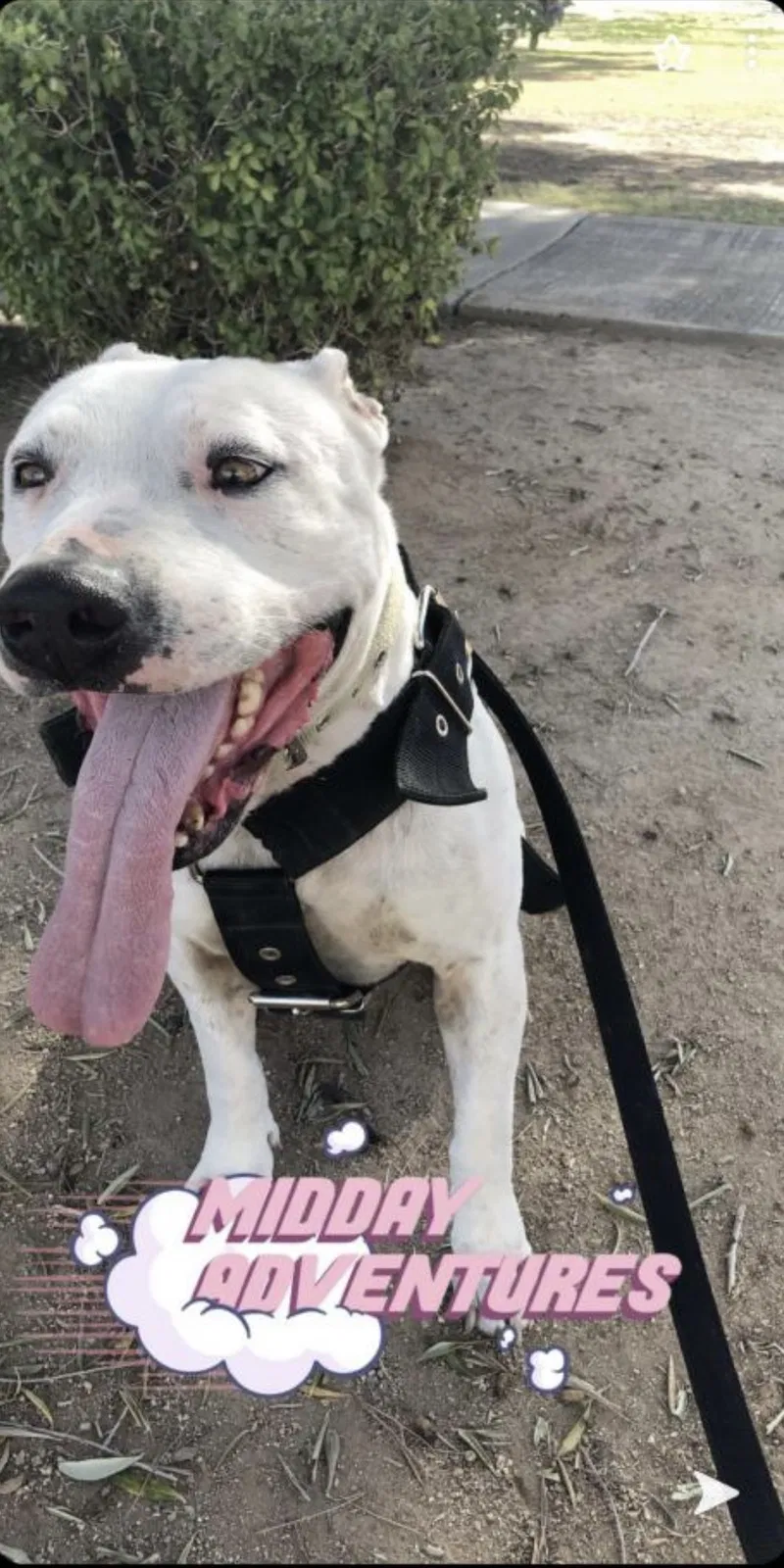 Lost dog in Mesa, AZ, 85204